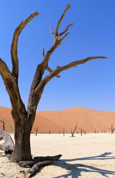 Sossusvlei dead valley landscape in the Nanib desert near Sesriem, Namibia 