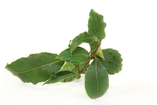 a green laurel bough in front of white background