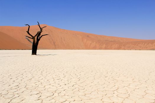 Sossusvlei dead valley landscape in the Nanib desert near Sesriem, Namibia 