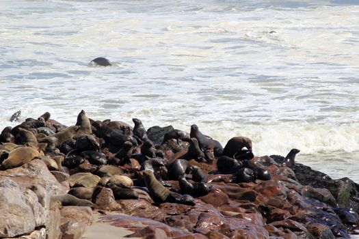 Colony of seals at Cape Cross Reserve, Atlantic Ocean coast in Namibia.