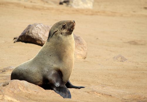 Colony of seals at Cape Cross Reserve, Atlantic Ocean coast in Namibia.