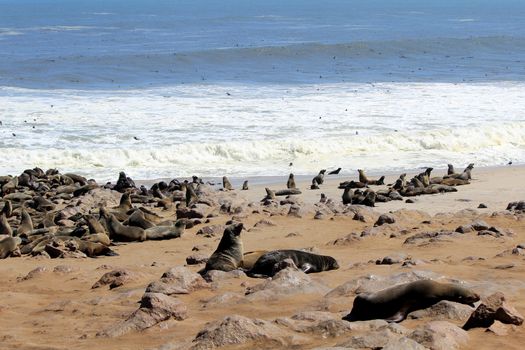 Colony of seals at Cape Cross Reserve, Atlantic Ocean coast in Namibia.