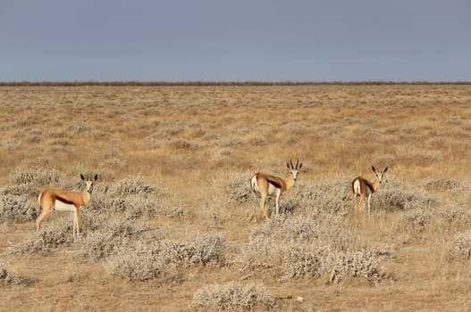 Springbok (Antidorcas Marsupialis ), Etosha National Park, Namibia, Southern Africa