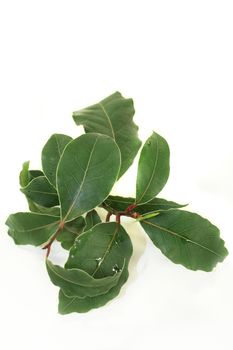 a green laurel bough in front of white background