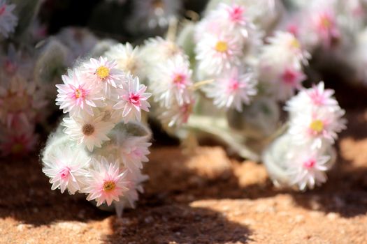 Xerophytic plant in the sandy Namib Desert. South African Plateau, Central Namibia