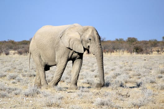 African elephant bull in Etosha Wildlife Reserve, Namibia 