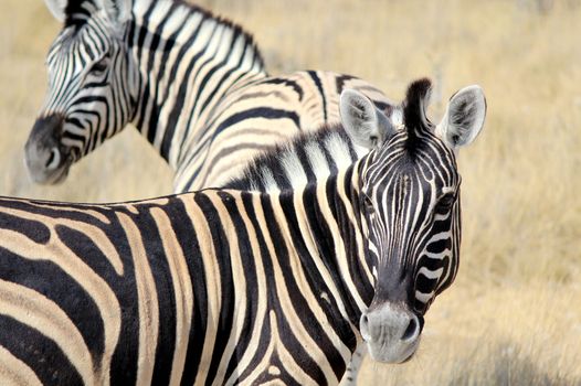 Herd of Burchell�s zebras in Etosha wildpark, Okaukuejo waterhole. Namibia