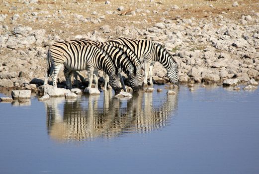 Herd of Burchell�s zebras drinking water in Etosha wildpark, Okaukuejo waterhole. Namibia