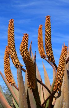 Aloe Ferox plant detail (Species distributed throughout a large area along the eastern regions of Southern Africa)