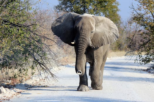 African elephant bull in Etosha Wildlife Reserve, Namibia 