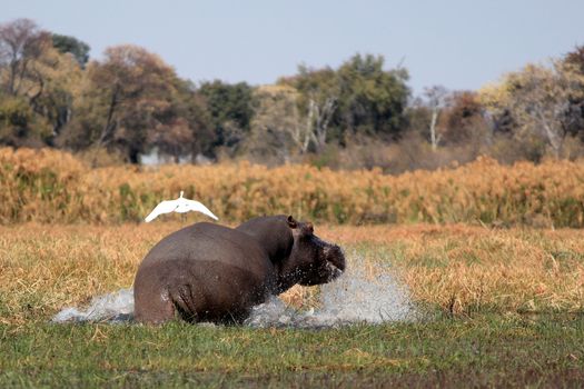 Wild hippopotamus in waterhole, Mahango game park, Namibia
