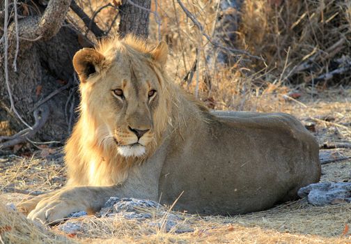 Young male lion (Panthera leo) lying in the grass, Etosha National Park, Namibia 