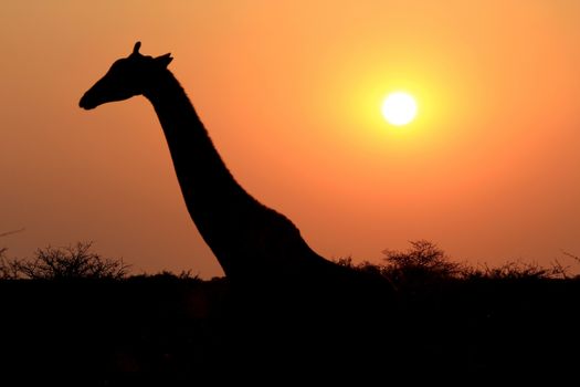 Giraffe in Etosha national reserve, Namibia 