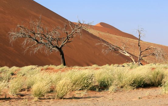 Sossusvlei sand dunes landscape in the Nanib desert near Sesriem, Namibia 