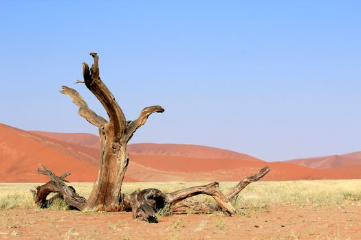 Sossusvlei sand dunes landscape in the Nanib desert near Sesriem, Namibia 