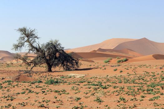 Sossusvlei sand dunes landscape in the Nanib desert near Sesriem, Namibia 