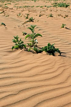 Xerophytic plant in the sandy Namib Desert. South African Plateau, Central Namibia