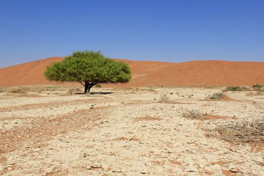 Sossusvlei sand dunes landscape in the Nanib desert near Sesriem, Namibia 