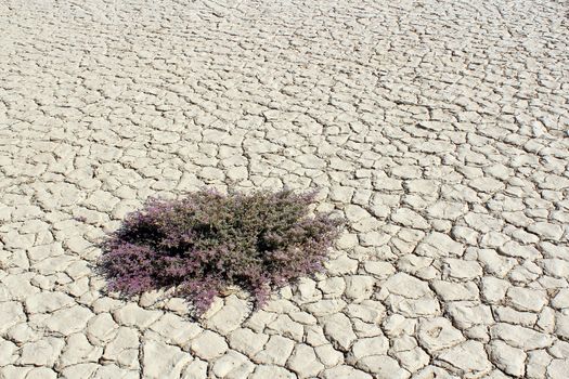 Plant thriving in Sossusvlei dead valley, Nanib desert near Sesriem. Namibia 