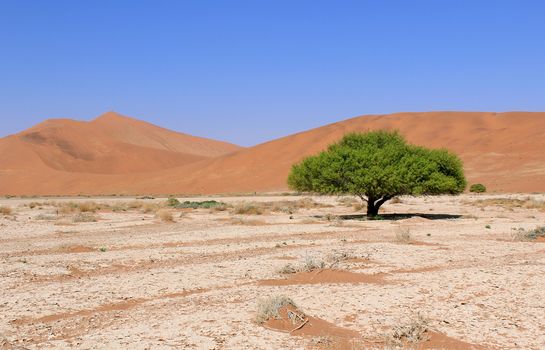 Soil detail of a dry pan, in the Sossusvlei sand dunes, Namib desert. Namibia