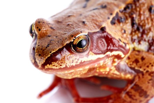 Common frog. Wet frog. Amphibian. Brown frog. Portrait of a frog.