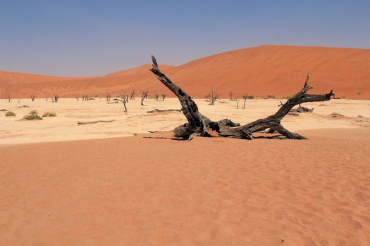 Sossusvlei dead valley landscape in the Nanib desert near Sesriem, Namibia 