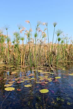 Okavango Delta water and "Cyperus papyrus" plant landscape. North of Botswana.