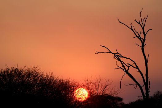 Sunset in Etosha Natural Reserve Wild Park, Namibia