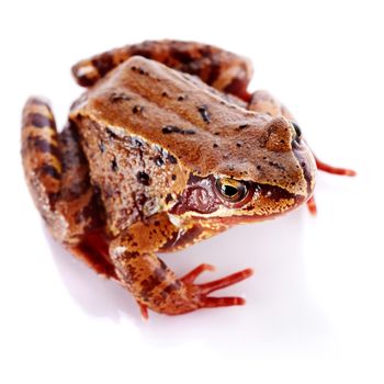 Common frog. Wet frog. Amphibian. Brown frog.