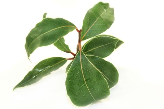 a green laurel bough in front of white background