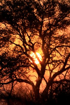 Sunset in Etosha Natural Reserve Wild Park, Namibia