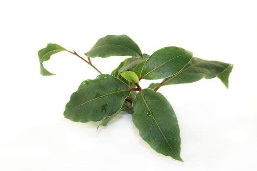 a green laurel bough in front of white background