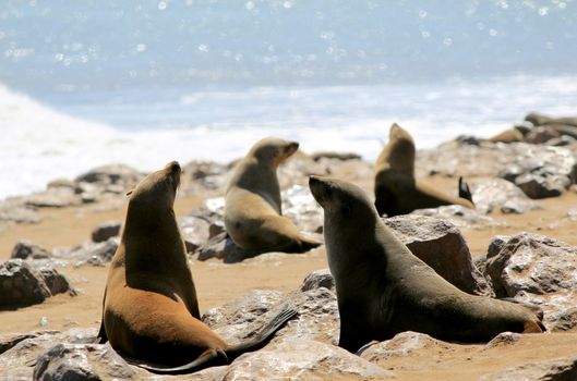 Colony of seals at Cape Cross Reserve, Atlantic Ocean coast in Namibia.