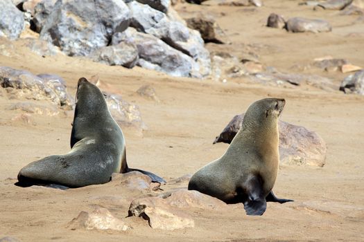 Colony of seals at Cape Cross Reserve, Atlantic Ocean coast in Namibia.