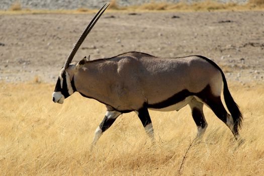 Gemsbokantelope, Etosha National Park, Namibia, Southern Africa