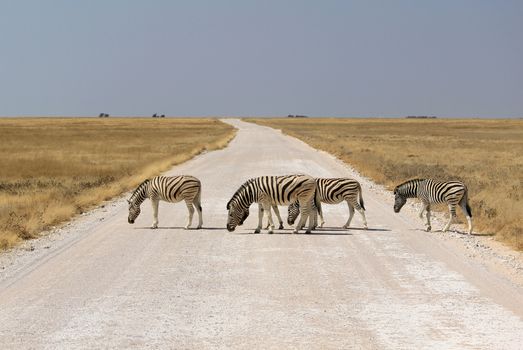 Herd of Burchell�s zebras crossing road in Etosha wildpark, Okaukuejo waterhole. Namibia