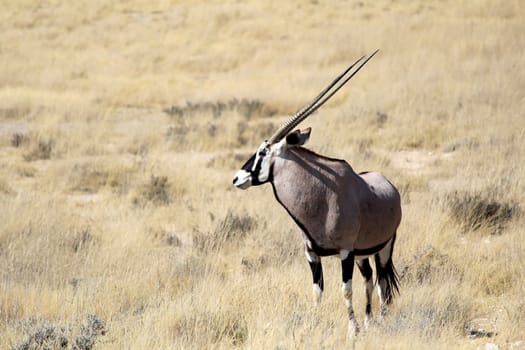 Gemsbok antelope, Etosha National Park, Namibia, Southern Africa