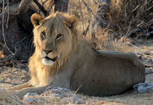 Young male lion (Panthera leo) lying in the grass, Etosha National Park, Namibia 