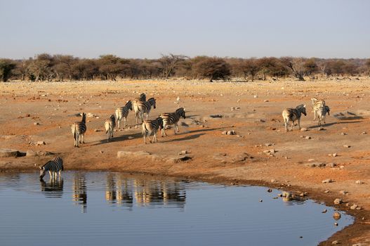 Herd of Burchell�s zebras drinking water in Etosha wildpark, Okaukuejo waterhole. Namibia