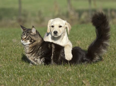 dog and kitten friendship