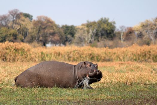 Wild hippopotamus in waterhole, Mahango game park, Namibia