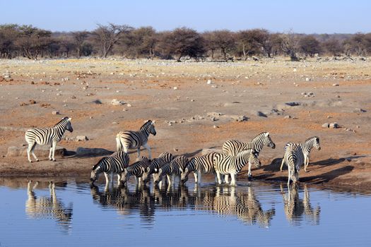 Herd of Burchell��s zebras drinking water in Etosha wildpark, Okaukuejo waterhole. Namibia