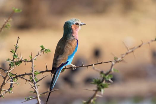 Lilac-breasted Roller, (Coracias caudatus), Etosha National Park. Namibia