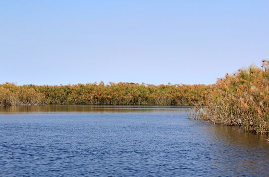 Okavango Delta water and "Cyperus papyrus" plant landscape. North of Botswana.