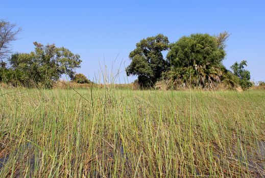 Okavango Delta water landscape. North of Botswana.