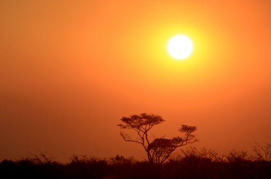 Sunset in Etosha Natural Reserve Wild Park, Namibia