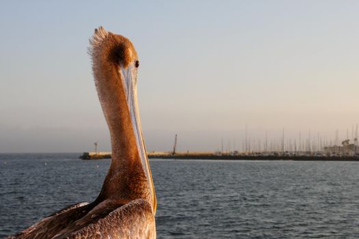 California pelican looking over the Santa Barbara harbor at sunset.