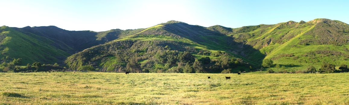 Green meadow valley with cattles near Ojai and Ventura.