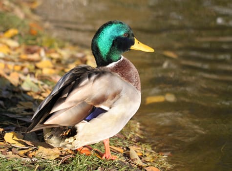 The male duck drake.