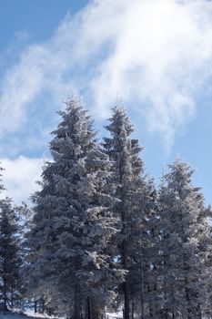 Winter forest trees on sky background.